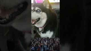 These Fans Are U Guys To Aspen