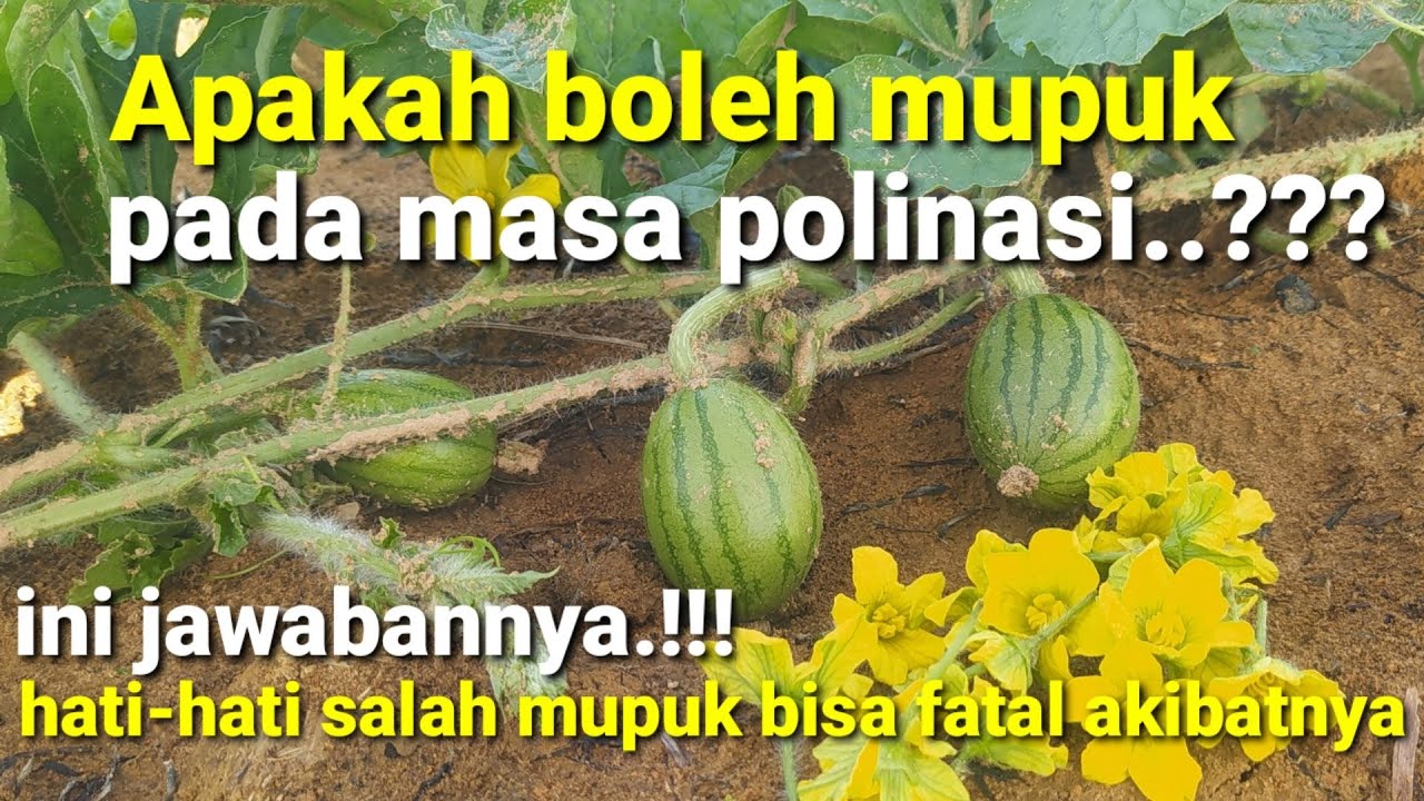 Apakah Boleh Mupuk Semangka Pada Masa Polinasi || Ini Jawabannya..!!!