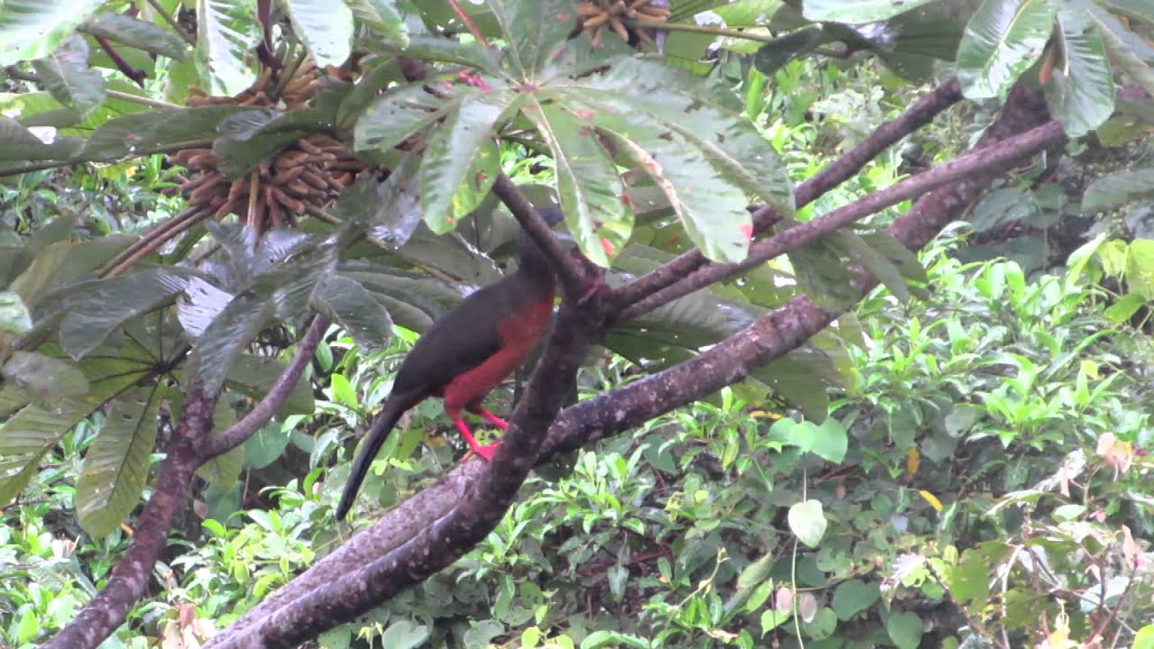 Sickle-winged Guan