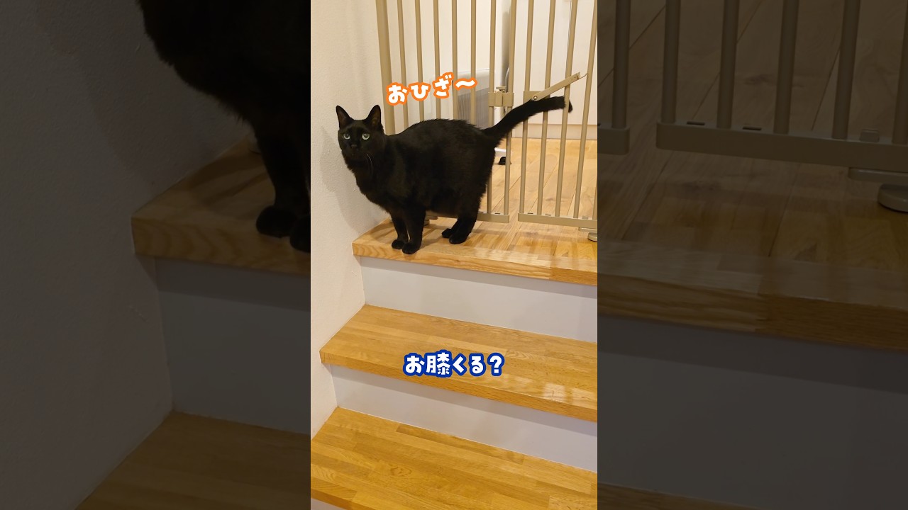 褒め方が昭和 #うにちゃん #慢性口内炎 #にこねこ