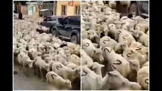 В Дагестане стадо овец с буквами Z на боку