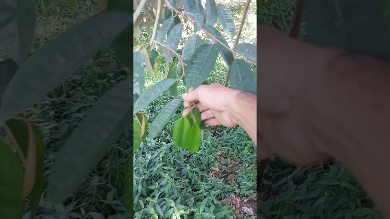 Trước xổ nhụy và sau xổ nhụy cây cần gì để đậu trái tốt hơn.