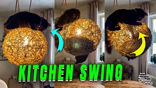 Playful Cats Enjoy Kitchen Lamp "Swing" as POV Laughs