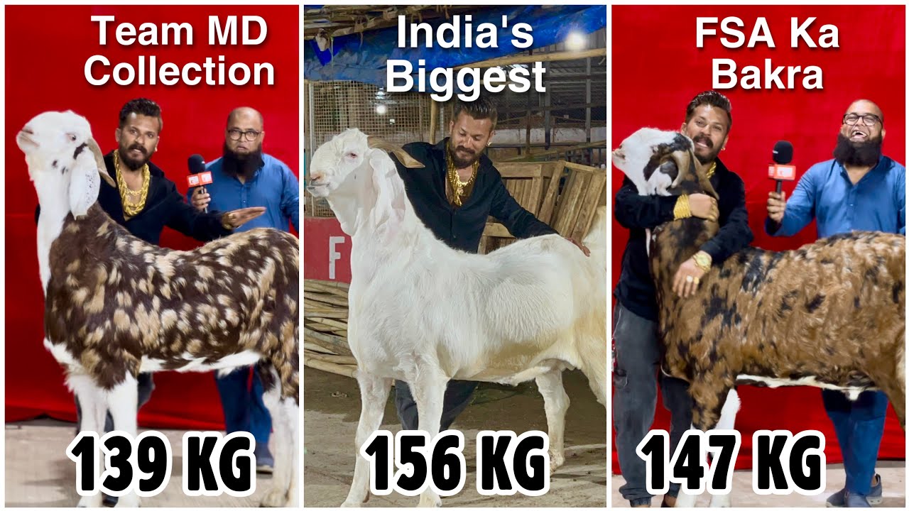 Hysham Bhai’s Collection at JD Goat Farm, FSA Ka Bakra & India’s Heaviest Self Feeding Goat