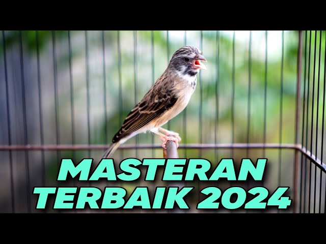 MASTERAN TERBAIK 2024❗️BLACKTHROAT GACOR SUARA JERNIH UNTUK MASTERAN KENARI class=