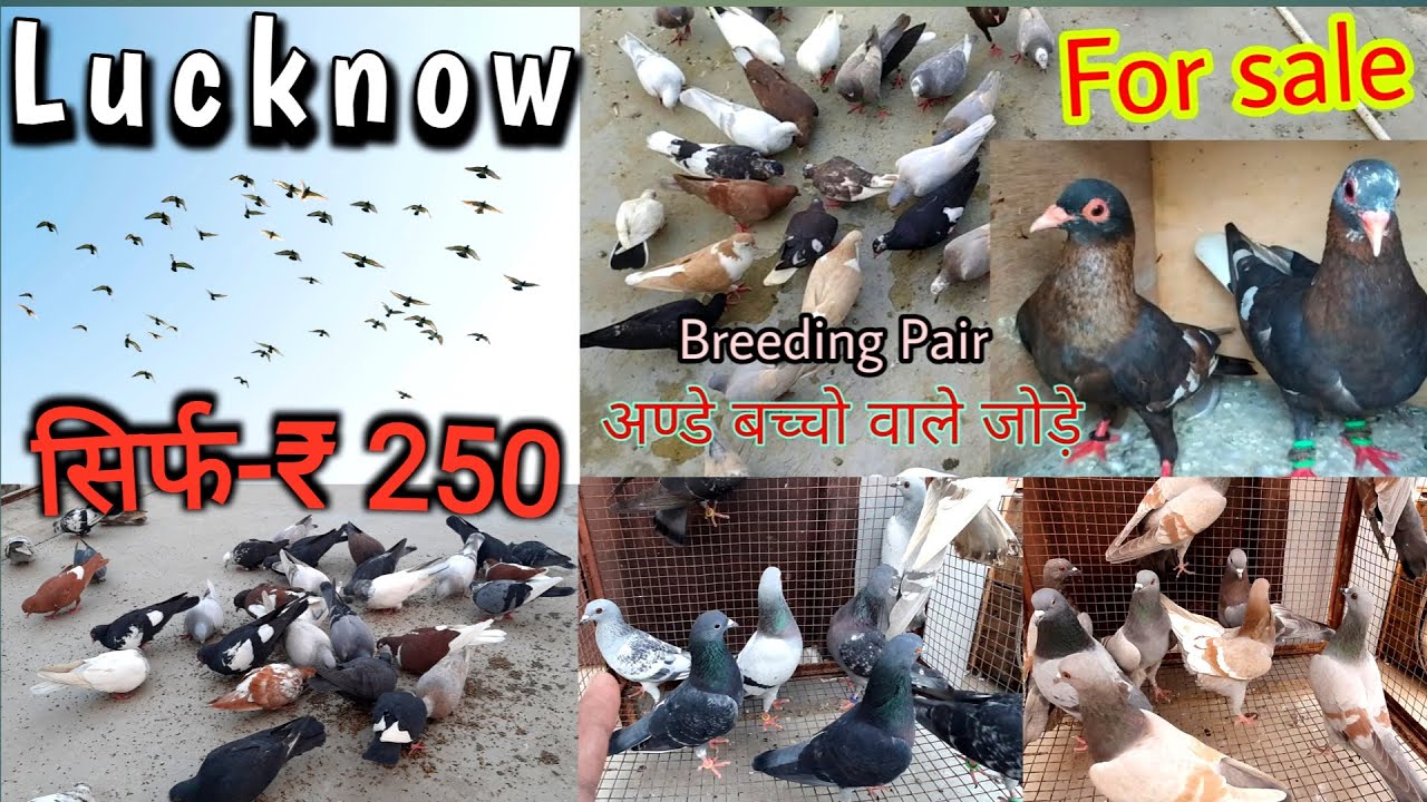 Pigeons for sale in Lucknow || टुकड़ी वाले कबूतर || लखनऊ की कबूतर बाज़ी || Pigeons Lover || Masakkali