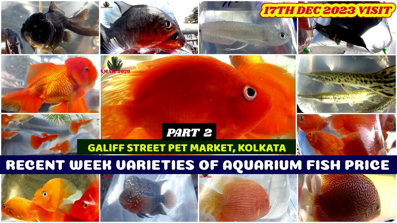 Recent Week Varieties of Aquarium Fish Price Galiff Street Cheapest Aq