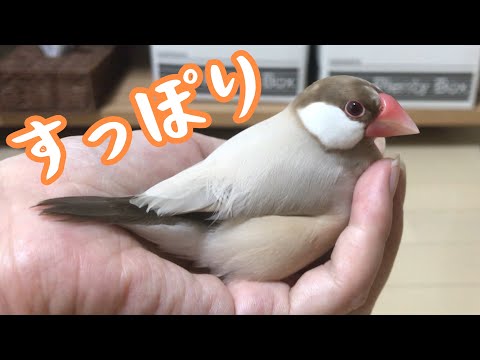 手の上で忙しなく動き回り遊ぶ文鳥こむぎ　癒し動物　面白い動物　Java sparrow
