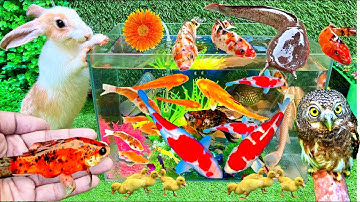Bắt Các Con Vật Dễ Thương, Chim Cú Mèo, Cá Koi, Cá Vàng, Cá Da Trơn, Kỳ Giông Mexico, Con Thỏ Vlog