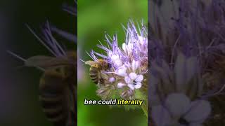 Intresting facts about bees #bees #nature #animals #facts #didyouknow #viral #shorts #fyp #science