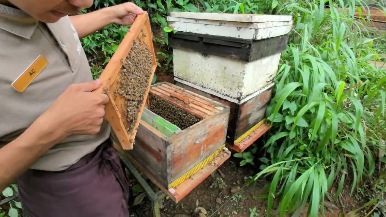 Ep.14 Casa Mellifera: resto,  bee hibe and nature in 1 place