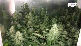 Download free expert Marijuana Grow Bible: http://bit.ly/GrowBible - Avoid all common beginner mistakes - A fail-safe system, from 