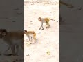bandro  ki ful masti 🐒 #monkey #comedy #viral #anymals #youtubeshorts #forest #fun