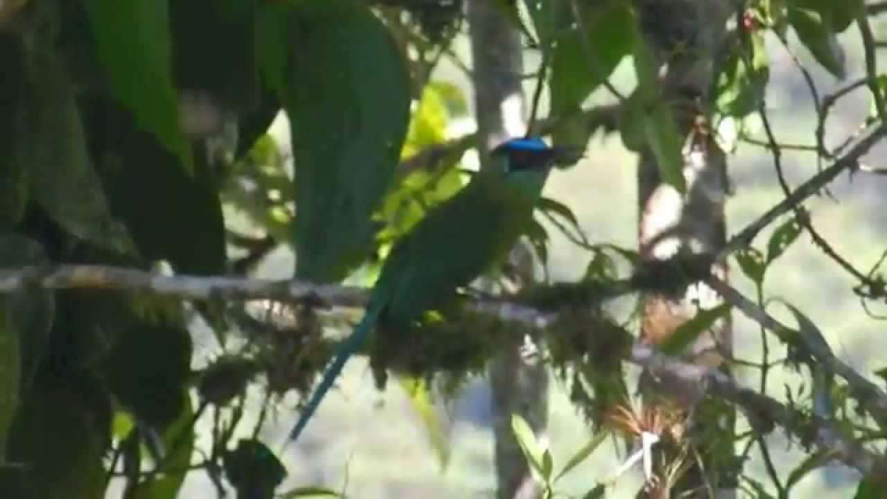 ANDEAN MOTMOT 