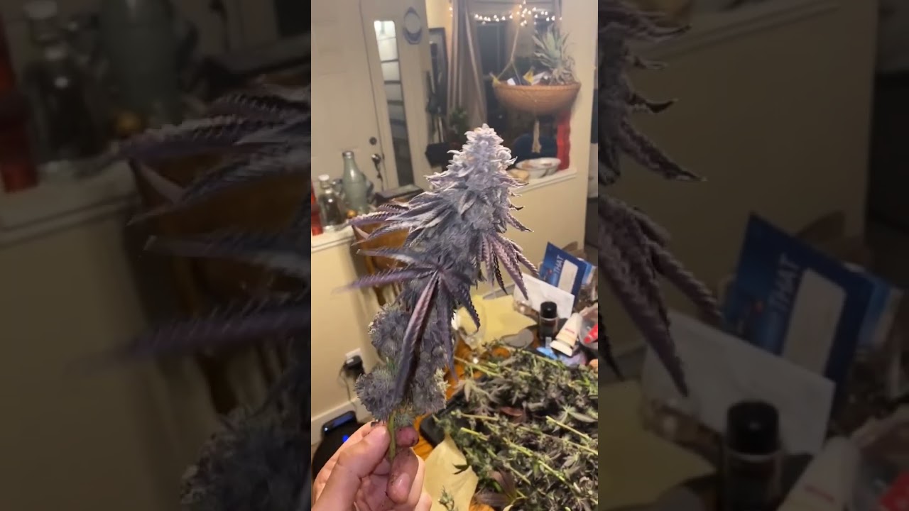 Fat and Frosty Hydroponic Nug