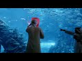 Dubai One Aquarium 2012 Ident mp3
