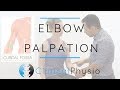 Elbow Palpation | Clinical Physio Premium