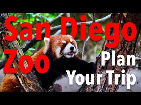 Video: Planning Your Trip to the San Diego Zoo
