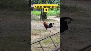 Download Lagu KOKOK PIKAT YANG SANGAT ENAK DI DENGAR GAGAP#pikat ayam hutan#shorts MP3