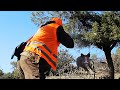 Hunting Wild Boar: PART 2 || احاشة صيد الخنزير البري - مدينة الخميسات - الجزء الثاني