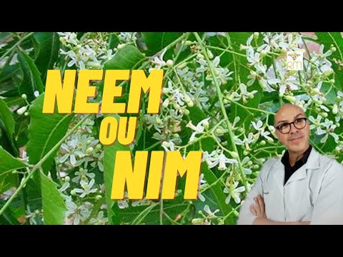 Vídeo: Crescimento e cuidados com a árvore de Neem - Saiba mais sobre os benefícios e usos da árvore de Neem