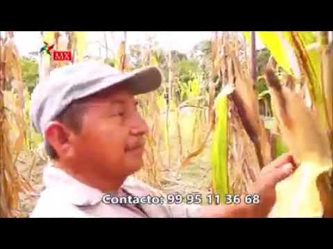 Video: Maíz sin mazorcas - Razones por las que una planta de maíz no produce