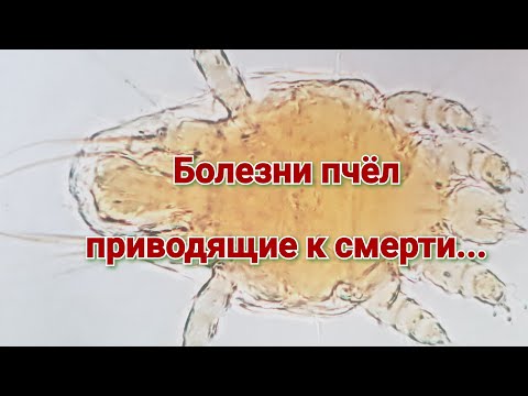 Болезни пчёл. Их проявление и методы лечения...Акарапидоз!