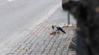 A Crow Scavenging