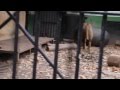 おびひろ動物園ライオンヤマトの遊び方