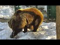 Попытки создания каменного орудия медведем_2