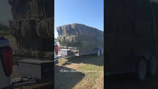 Last Load of Square Bales 2023 #shorts