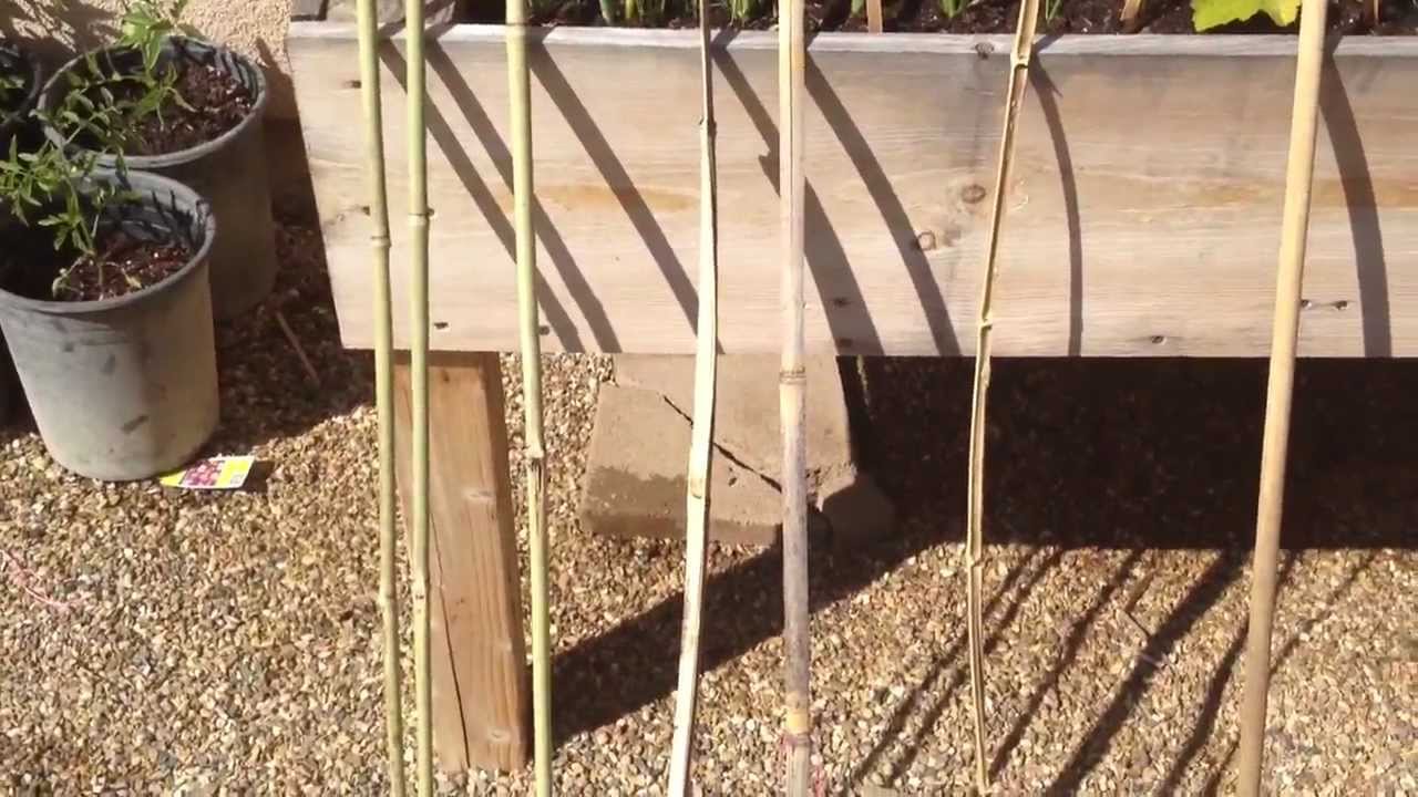 Staking Tomatoes In Containers. YouTube