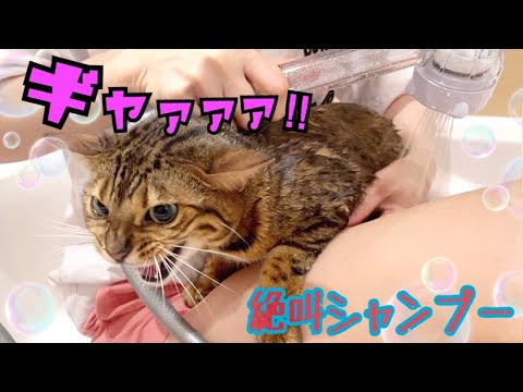 大絶叫！今までで1番大変な猫シャンプーでした…