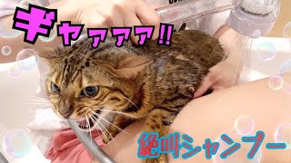 大絶叫！今までで1番大変な猫シャンプーでした…