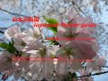 稲荷山公園の桜!!Sakura in Inariyama Park !!   桜Cherry blossom染井吉野Prunus × yedoensis   季節の花　日本花図鑑　J f guide