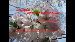 稲荷山公園の桜!!Sakura in Inariyama Park !!   桜Cherry blossom染井吉野Prunus × yedoensis   季節の花　日本花図鑑　J f guide