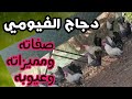 دجاج الفيومي صفاته ومميزاته وعيوبه