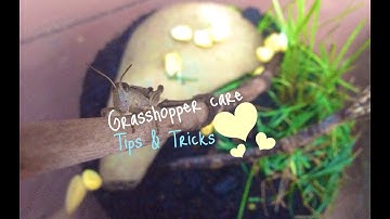 Grasshopper Care- Tips and Tricks