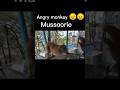 Mussoorie Gostop play area mein monkey a Gaya 😃😃#mussoorie #gostop