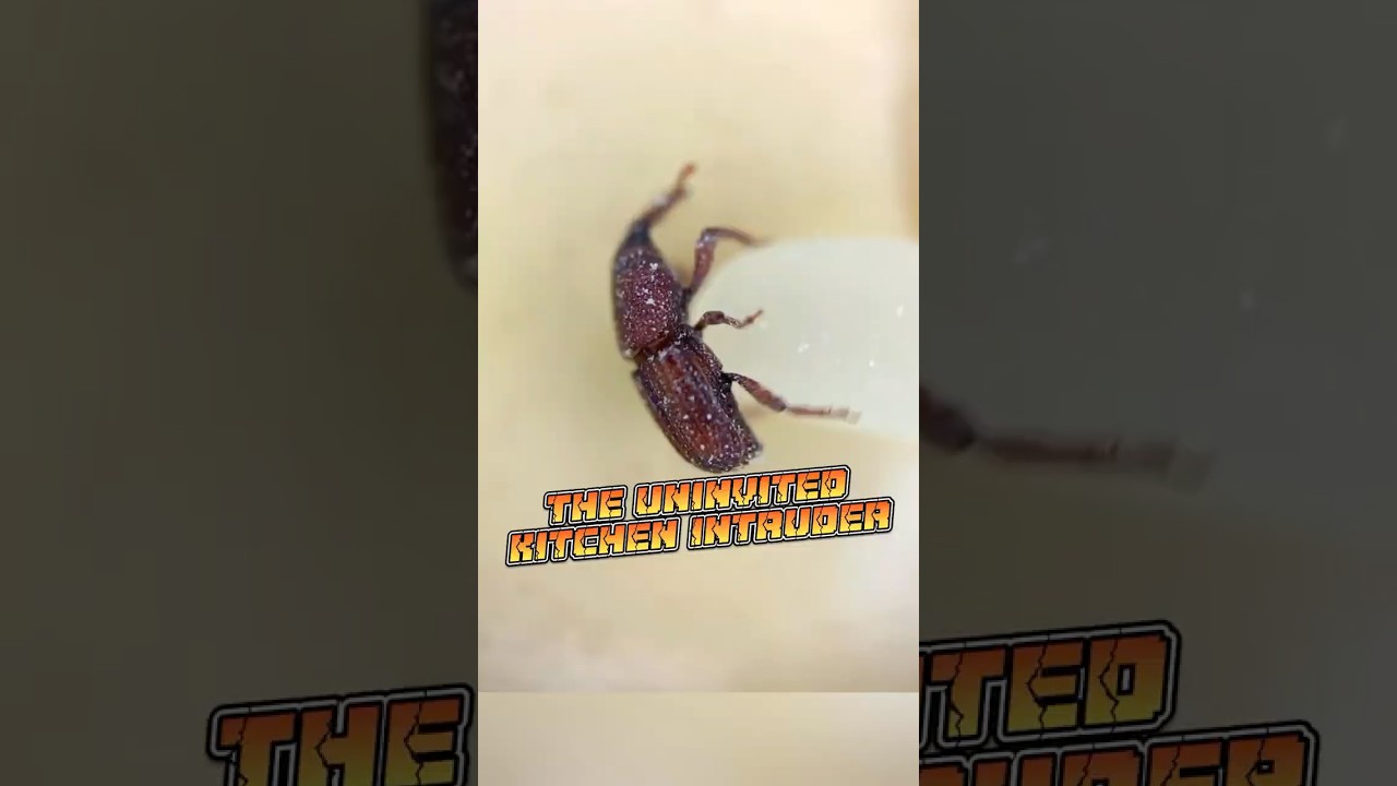 Rice Weevil | The Tiny Terror in Your Pantry 