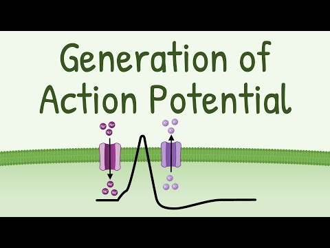 Wideo: Jak generowany jest potencjał działania?