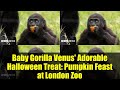 Baby Gorilla Venus' Adorable Halloween Treat: Pumpkin Feast at London Zoo