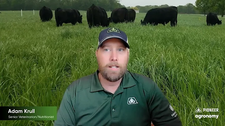 Feed for Thought: How to Successfully Wean Beef Calves