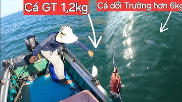 Câu jig cá Chéc gần bờ,bị cá dồi Trường hơn 6kg cắng chạy sé nước.@
