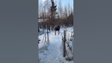 Young moose visits #moose #wildlife #nature #beautiful #wildanimals #outdoors #alaskalife #amazing