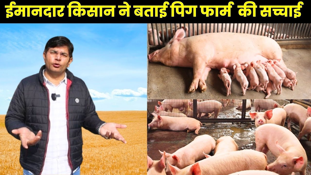 हमारे साथ मिलकर शुरू करे पिग फार्मिंग II Pig Farming II Pig Farm Business II Pig