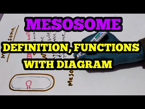 MESOSOME - DIAGRAM, DEFINITION & FUNCTIONS | ALL ABOUT MESOSOME | MESOSOME