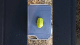 How to Cut Guava Easily FYP #cut #guava #easily #fyp