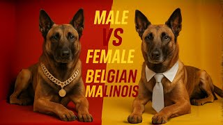 Male vs Female Belgian Malinois |  Which One Will You Choose??