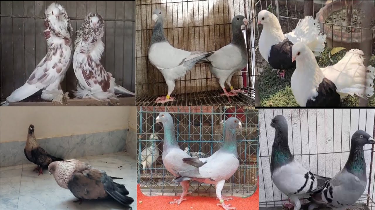 #fancy kobutar selling video in Indian#fancy pigeon selling in Indian #Ayan pigeonfram sellingvideo 